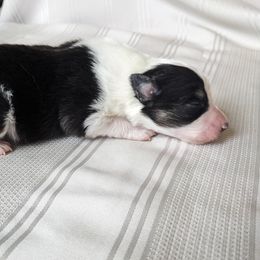 Border Collie Puppies from Sarah M Kwilinski