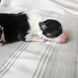 Border Collie Puppies from Sarah M Kwilinski