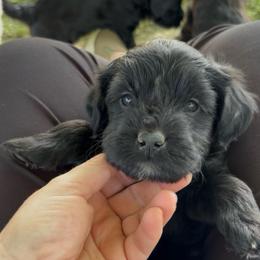 Shea - Black female Whoodle puppy in Rising Sun, Indiana from Ruby Lane Doodles