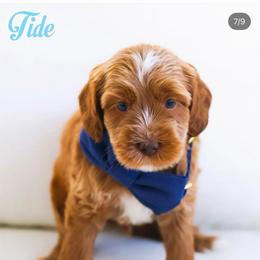 Tide - Caramel male Australian Labradoodle puppy in Diamond Bar, California from Furrytaildoodles