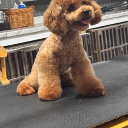 Thelma - Apricot female Poodle puppy in Cisco, Texas from Southern Girls Poodles