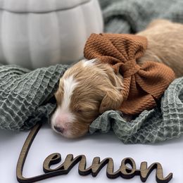 Girl 1 - Red  Goldendoodle puppy in Blanchard, Oklahoma from I Dream of Doodles