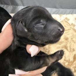 Dachshunds from NM Doxie Dugout
