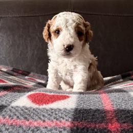Only Male - White male Cavapoo puppy in Belgrade, Montana from 406Doodles