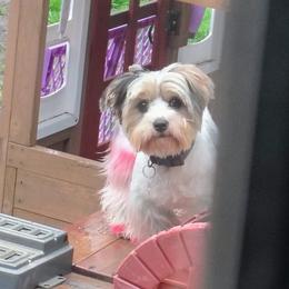 Mabel - Biewer Terrier