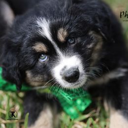 Australian Shepherd, Miniature American Shepherd, Miniature Australian Shepherd, and Toy Australian Shepherd Puppies from TK Standard, Mini, & Toy Aussies