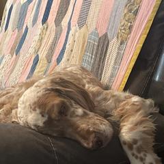 Dottie - English Setter