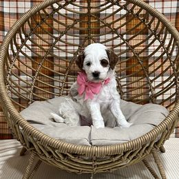 Pink Collar Female - Parti female Goldendoodle puppy in Bradenton, Florida from Suncoast Goldendoodles