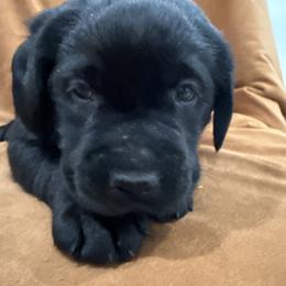 Boy 5 blue collar - Black male Labrador Retriever puppy in Ledyard, Connecticut from Outback Stables