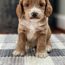 Cockapoo Puppies from Bright and Beautiful Cockapoos