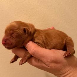 Orange boy - Dark golden male Golden Retriever puppy in Covington, Louisiana from MyKy Puppies