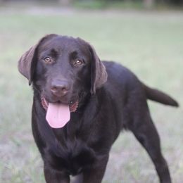 Louis - Chocolate male Labrador Retriever puppy in Williston, Florida from Royal K Labradors