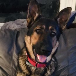 Koda - German Shepherd