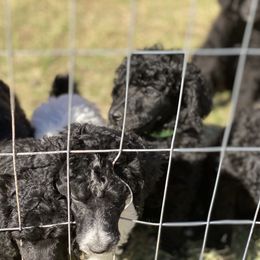 Poodle Puppies from Parapoodles