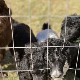 Poodle Puppies from Parapoodles