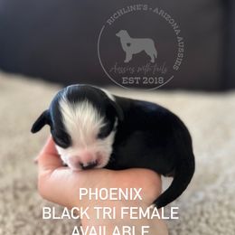 Phoenix - Black tri female Miniature Australian Shepherd puppy in Queen Creek, Arizona from Arizona Aussies