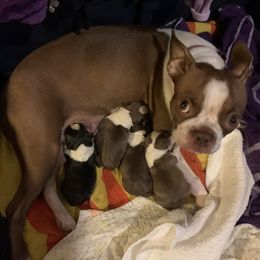 Boston Terrier Puppies from Michelle Hart
