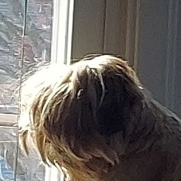 Shih Tzu Puppies from N.F.S.T Imperial ShihTzu Puppies.