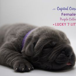 Girl 1 - Gray Cane Corso puppy in California from Capital Corsos
