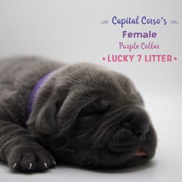 Girl 1 - Gray Cane Corso puppy in California from Capital Corsos
