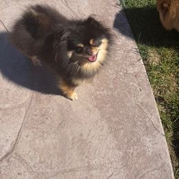 Delaney - Chocolate and tan female Pomeranian puppy in Franktown, Colorado from ColorMe Pomeranians