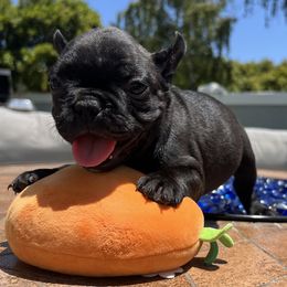 French Bulldog Puppies from Churchill Frenchies