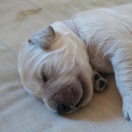"Piper's baby (Golden Retriever)" Goldendoodle, Golden Retriever, and Sheepadoodle Puppies from Guppy Puppies