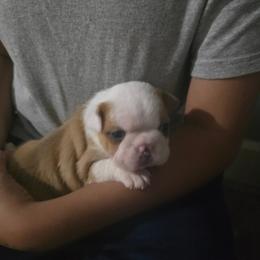 Loki - Blue male Boston Terrier puppy in Gibson City, Illinois from Quinn's Kennels