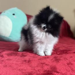 Peppi - Black parti male Pomeranian puppy in Stuart, Virginia from Lil Aussie Posse