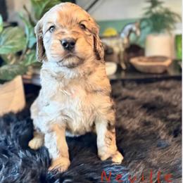 Neville Edwin - Merle-sable male Saint Berdoodle puppy in Mesa, Arizona from Desert Bohunk Doodles and Branded Bullies