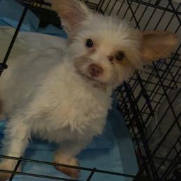 Alleigh - Yorkshire Terrier