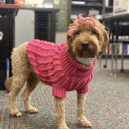Tillie - Goldendoodle