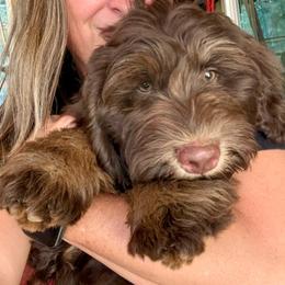 Spruce - Red male Aussiedoodle puppy in Chattanooga, Tennessee from Leafy Acre Mini Farm