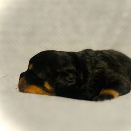 Female 2 - Black and mahogany female Rottweiler puppy in Zebulon, North Carolina from Vom Arnold-Hause Rottweilers