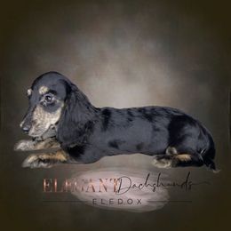 Julia - Black and cream Dachshund puppy in Washington, North Carolina from Elegant Dachshunds-Eledox