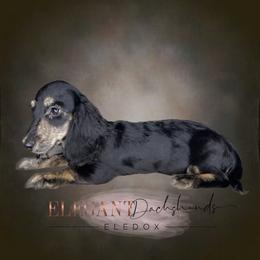 Julia - Black and cream Dachshund puppy in Washington, North Carolina from Elegant Dachshunds-Eledox