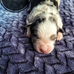Huckleberry - Blue merle male Miniature Australian Shepherd puppy in Kettle Falls, Washington from Ellie's Miniature Australian Shepherds