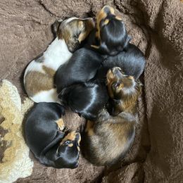 Dachshund Puppies from Yellowstone Dachshunds