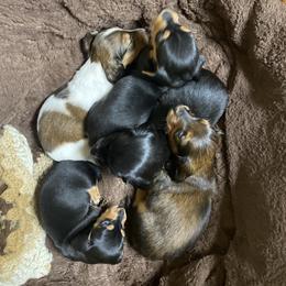 Dachshund Puppies from Yellowstone Dachshunds
