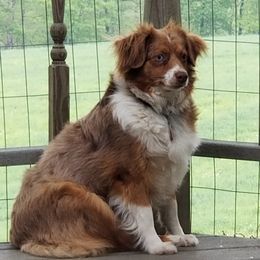 Cidnee - Miniature Australian Shepherd