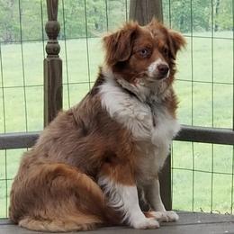 Cidnee - Miniature Australian Shepherd