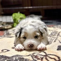 Blade - Blue merle male Australian Shepherd puppy in Liberty Hill, Texas from Emerald Isle Australian Shepherds