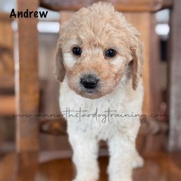 Andrew - Cream male Goldendoodle puppy in Lancaster, Minnesota from North Star Dog Training