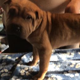 Chinese Shar-Pei Puppies from Bilderbear Shar-Pei