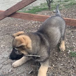 German Shepherd Puppies from Four Pines Ranch