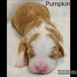 Pumpkin - Red female Bernedoodle puppy in Roseburg, Oregon from Lookingglass Doodles