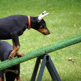 Doberman Pinscher Puppies from Laurel Vail