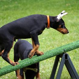 Doberman Pinscher Puppies from Laurel Vail