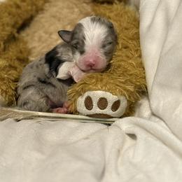 Blue Merle Male - Blue merle male Toy Australian Shepherd puppy in Brashear, Texas from Double R farms