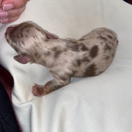 Dachshund Puppies from Hetu's Dachshunds